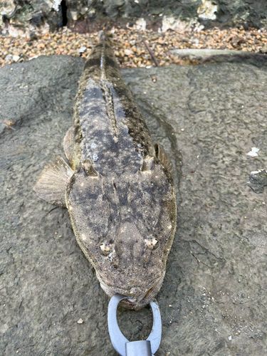コチの釣果