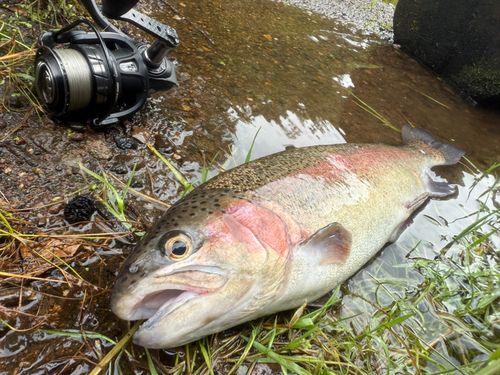 ニジマスの釣果