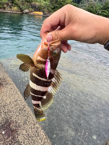 アオハタの釣果