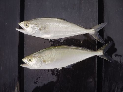 イケカツオの釣果