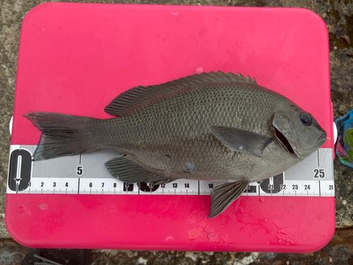 メジナの釣果