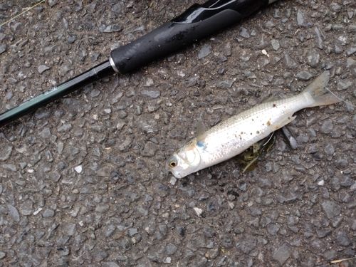 ボラの釣果
