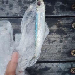 ウルメイワシ