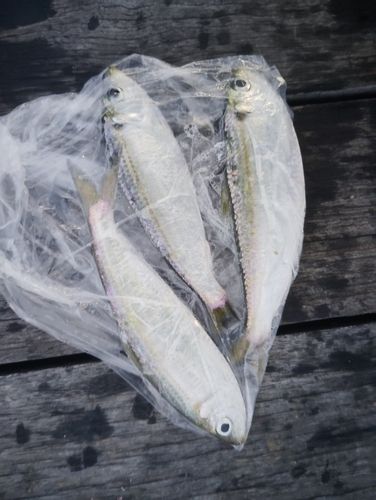 サッパの釣果