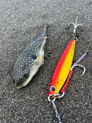 クサフグの釣果