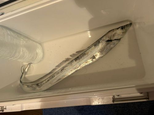 タチウオの釣果