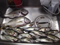 クロダイの釣果