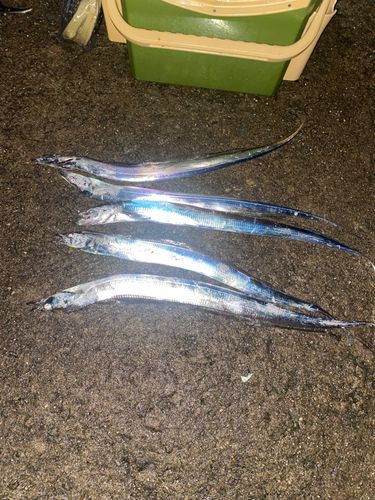 タチウオの釣果