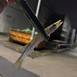 カマス