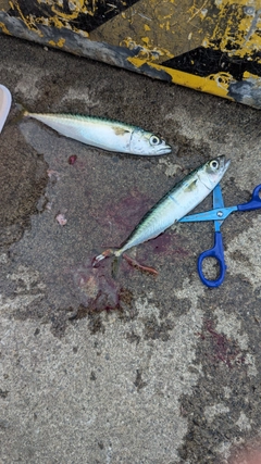 サバの釣果