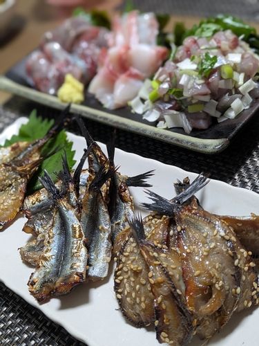 イワシの釣果