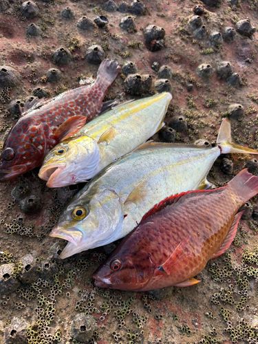 カンパチの釣果