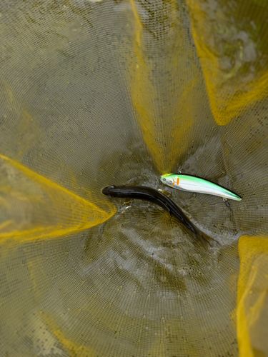 アユの釣果