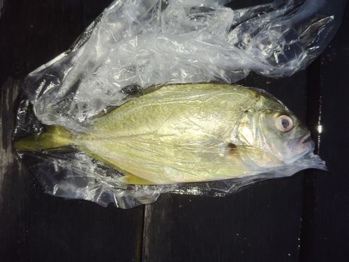 メッキの釣果