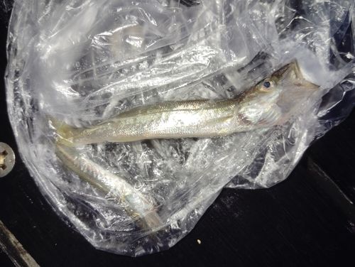 カマスの釣果