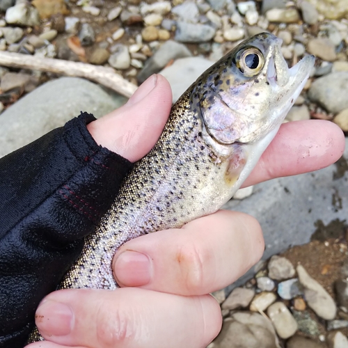 ニジマスの釣果