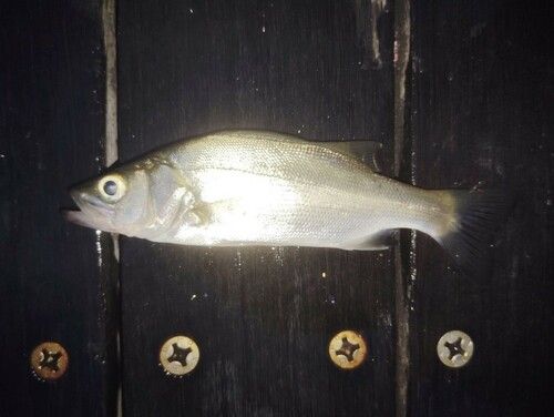 スズキの釣果