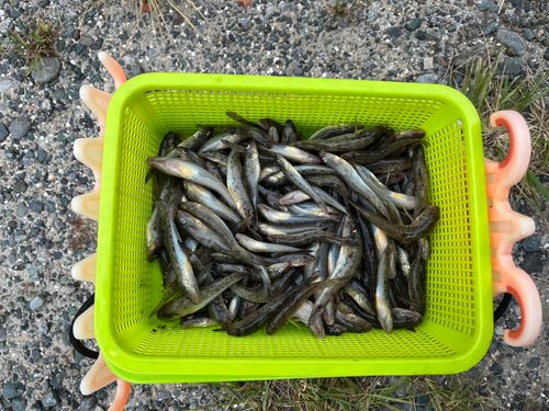 ハゼの釣果
