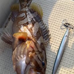 カケハシハタ