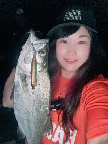 セイゴ（ヒラスズキ）の釣果