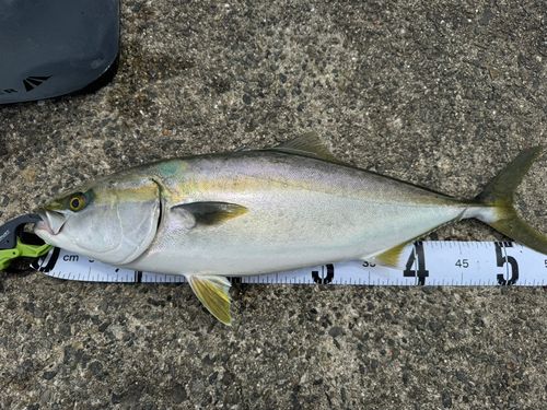 ハマチの釣果