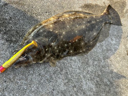 ヒラメの釣果