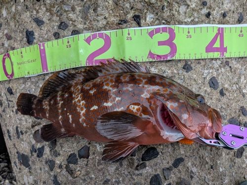 キジハタの釣果