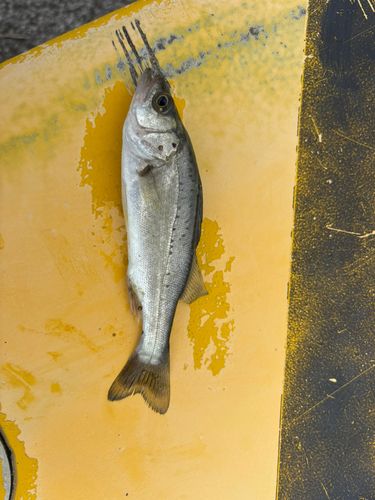セイゴ（ヒラスズキ）の釣果
