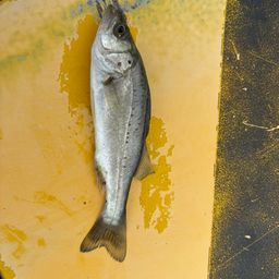 セイゴ（ヒラスズキ）