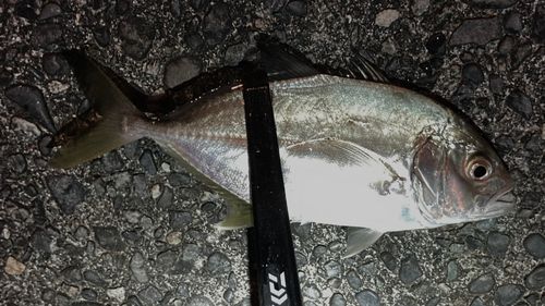 メッキの釣果