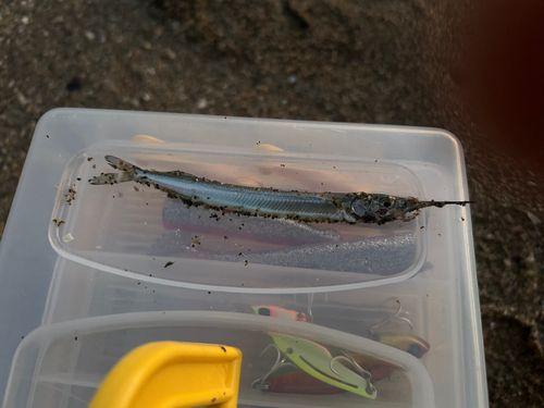 ソゲの釣果