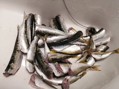 イワシの釣果