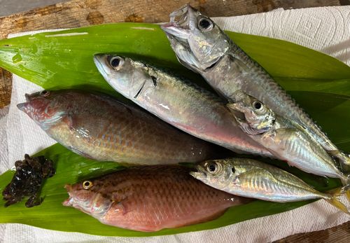 サバの釣果
