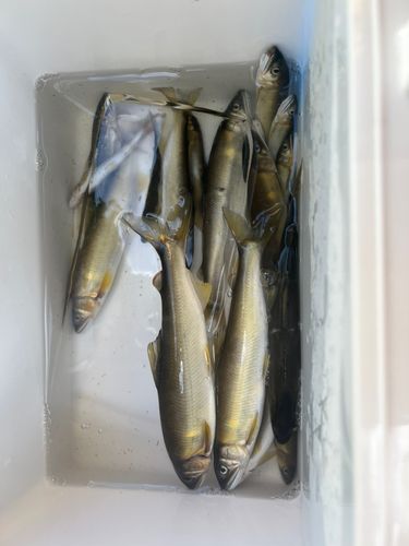 アユの釣果