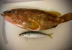 キジハタの釣果