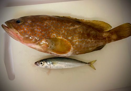 キジハタの釣果