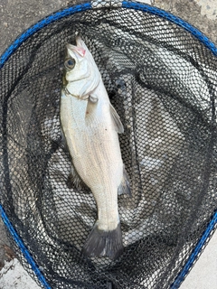 ヒラスズキの釣果