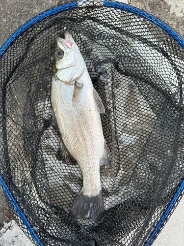 ヒラスズキの釣果