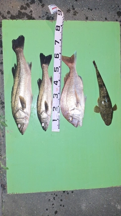スズキの釣果