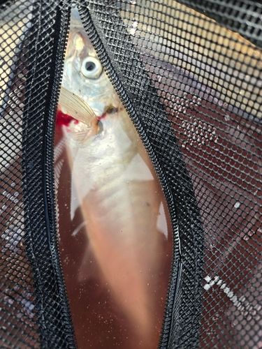 マルアジの釣果