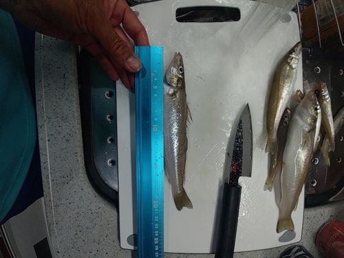 シロギスの釣果