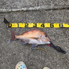 タイの釣果