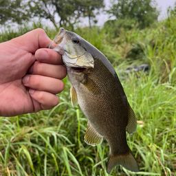 スモールマウスバス