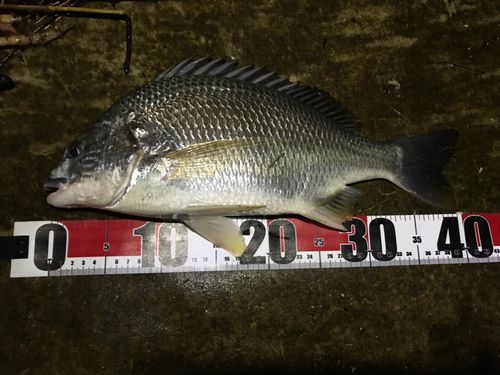 キビレの釣果