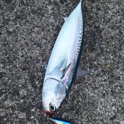 マルソウダ