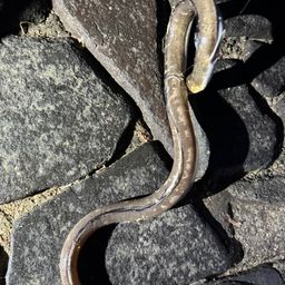 ホタテウミヘビ