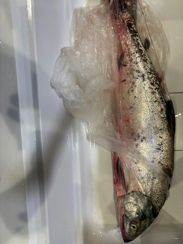 シロザケの釣果