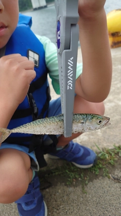 サバの釣果