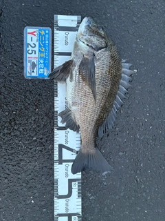 チヌの釣果
