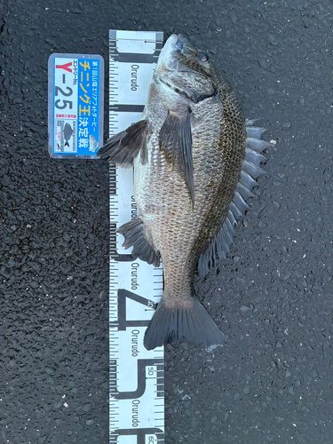 チヌの釣果